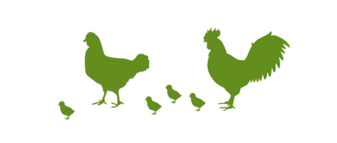 Ilustración de gallinas y pollitos para las ventajas de la capa de separación Lubratec en avicultura