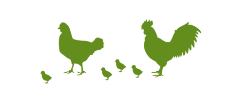 Ventajas de la capa separadora Lubratec en avicultura - sorteo de gallinas y pollitos Ilustración de gallinas y pollitos para las ventajas de la capa de separación Lubratec en avicultura