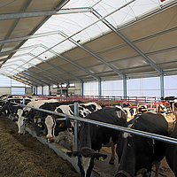 Cumbrera luminosa como fuente de luz natural para alimentar a las vacas en un establo lechero