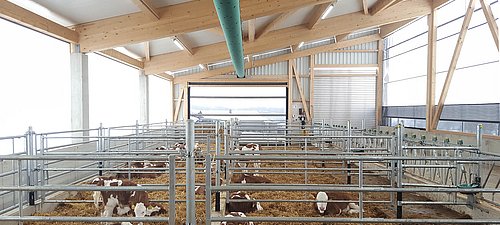 Concepto Lubratec - Concepto climático para una cría sana de terneros Vista interior del establo climatizado de Lubratec con vacas para la cría de terneros sanos