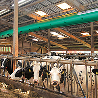 Vista lateral inferior distante de la manguera de ventilación Tube Air en un establo de vacas